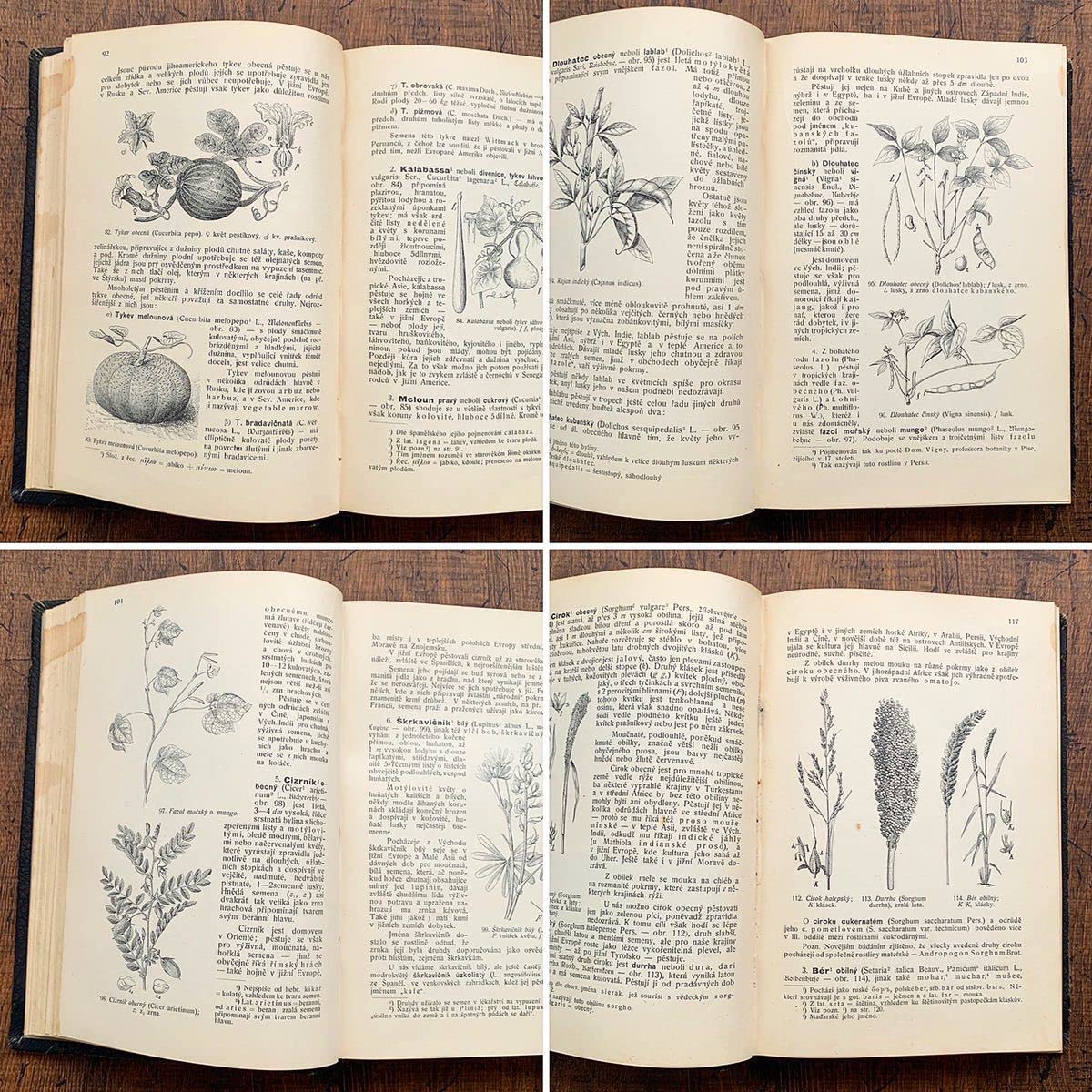 [158点の美しい植物画]チェコの古いさ植物図鑑(1936年)/ボタニカルアート 158点の美しい植物画]チェコの古いさ植物図鑑(1936年)/ボタニカル