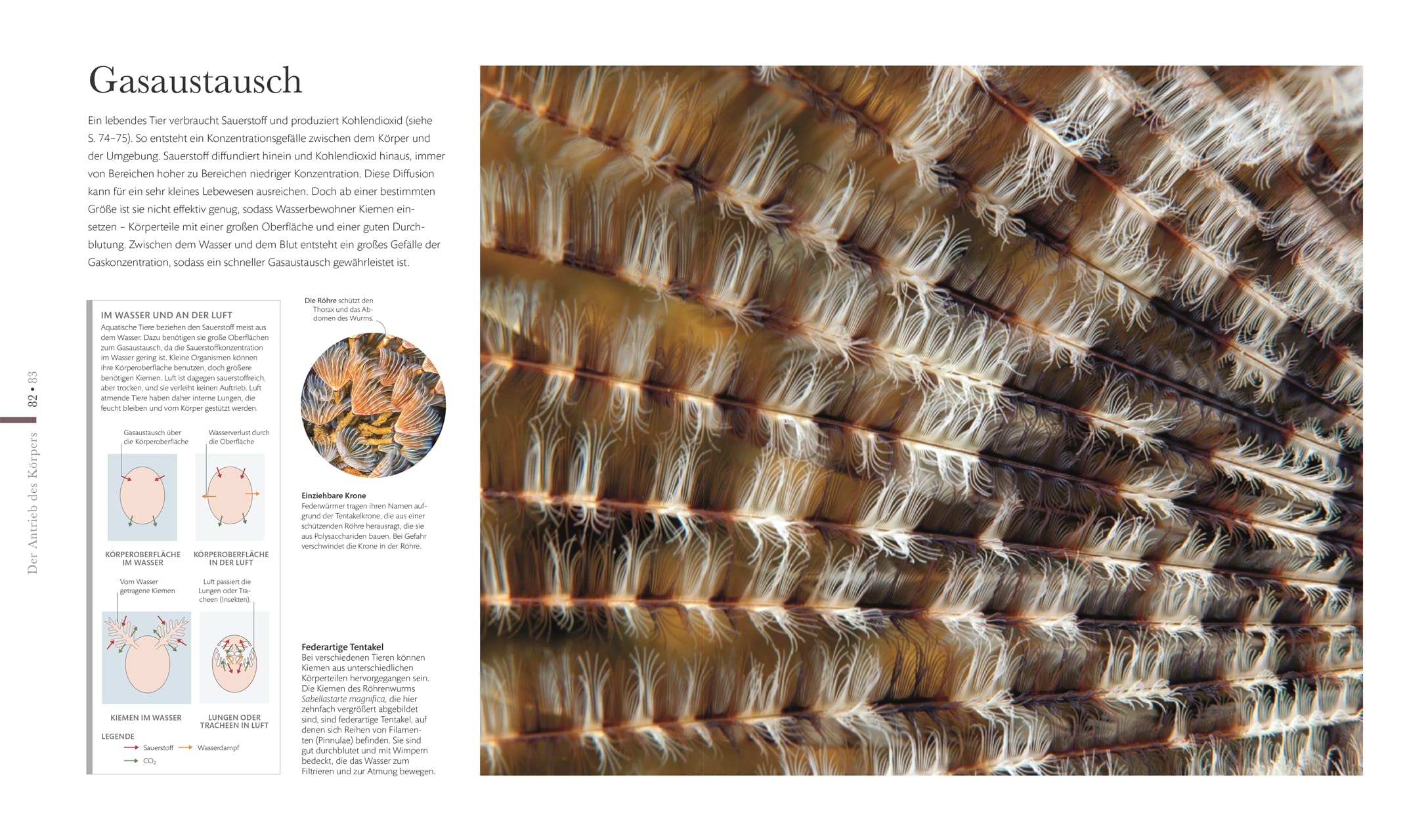 Mikrokosmos - Wunderwelt der kleinsten Lebewesen: Mikroskopbilder und atemberaubende Makrofotografien illustrieren die unsichtbare Welt unseres Mikrokosmos (DK Wunderwelten)