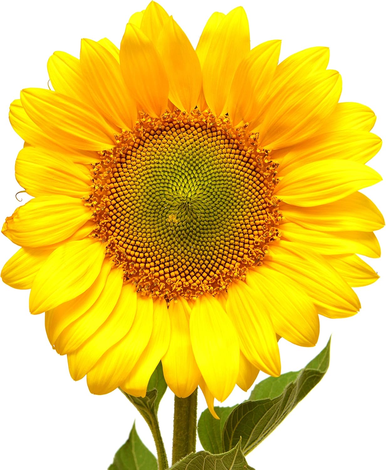 Sunflower Garden Seeds - Mammoth Grey Stripe - 1 Lb - Annual Sun Flower Gardening Seeds - Gray