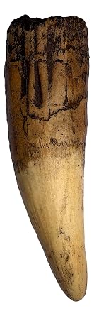 Spinosaurus Dinosaur Tooth Replica