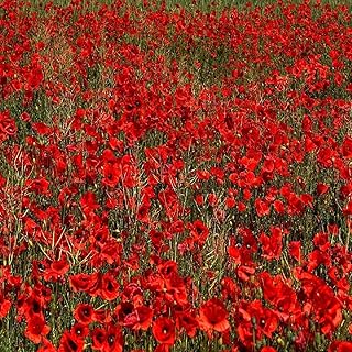 Flower Seeds 10,000 Seeds Papaver rhoeas Red Common Field Poppy Meadow Wild Flower Seed Seeds by Pretty Wild Seeds BN Pictorial Seed Packets Fresh Seeds