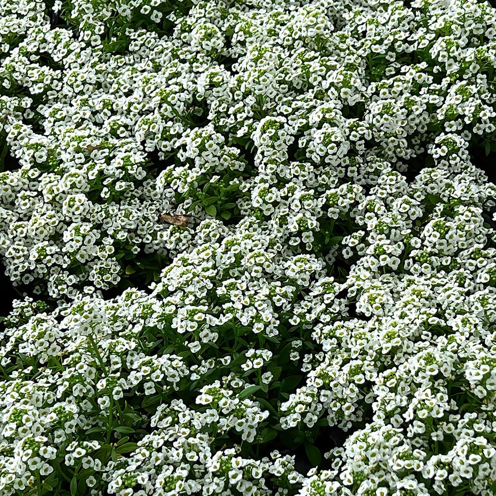 Alyssum Snow Cloth Seeds – Easy, for Edging & Containers – RHS Plants for Pollinators – Hardy Annual – for Your Beautiful Garden