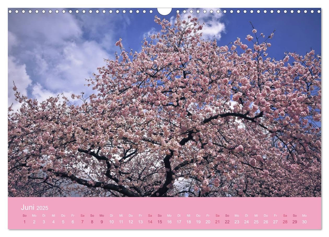Zarte Kirschblüten - Berauschende Gedankendüfte (Wandkalender 2025 DIN A3 quer), CALVENDO Monatskalender: Lichtvolle Momente zur Kirschblütenzeit (CALVENDO Natur)