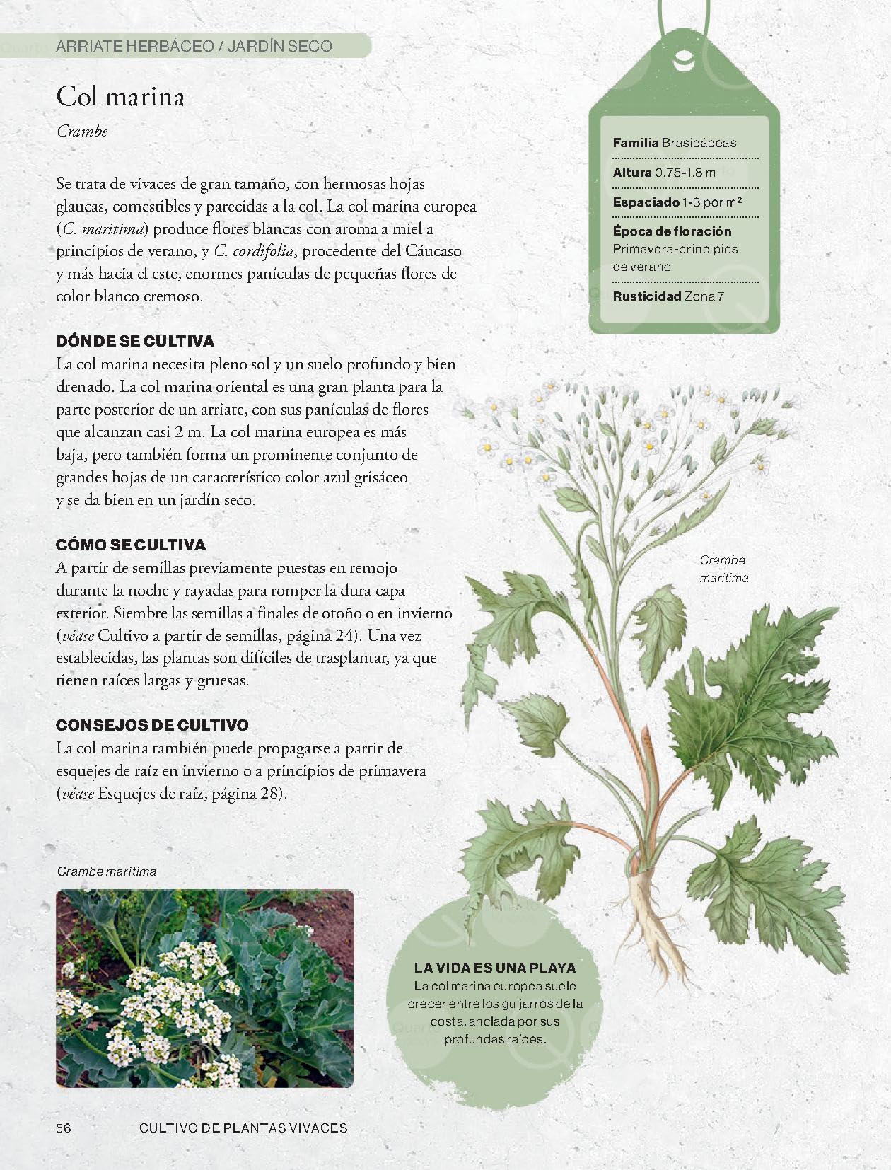Cultivar plantas vivaces (JARDIN)