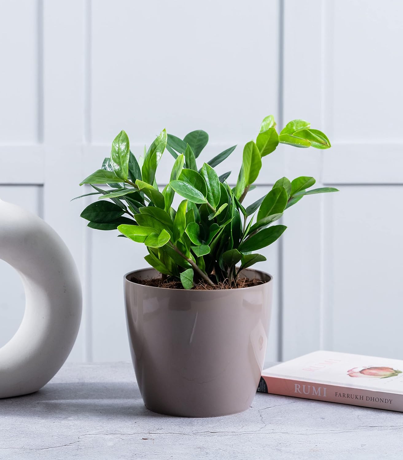 Nurturing Green® Indoor Live ZZ Plant in (5.5 Inch Wide * 5 Inch High) Mocha Plastic Pot