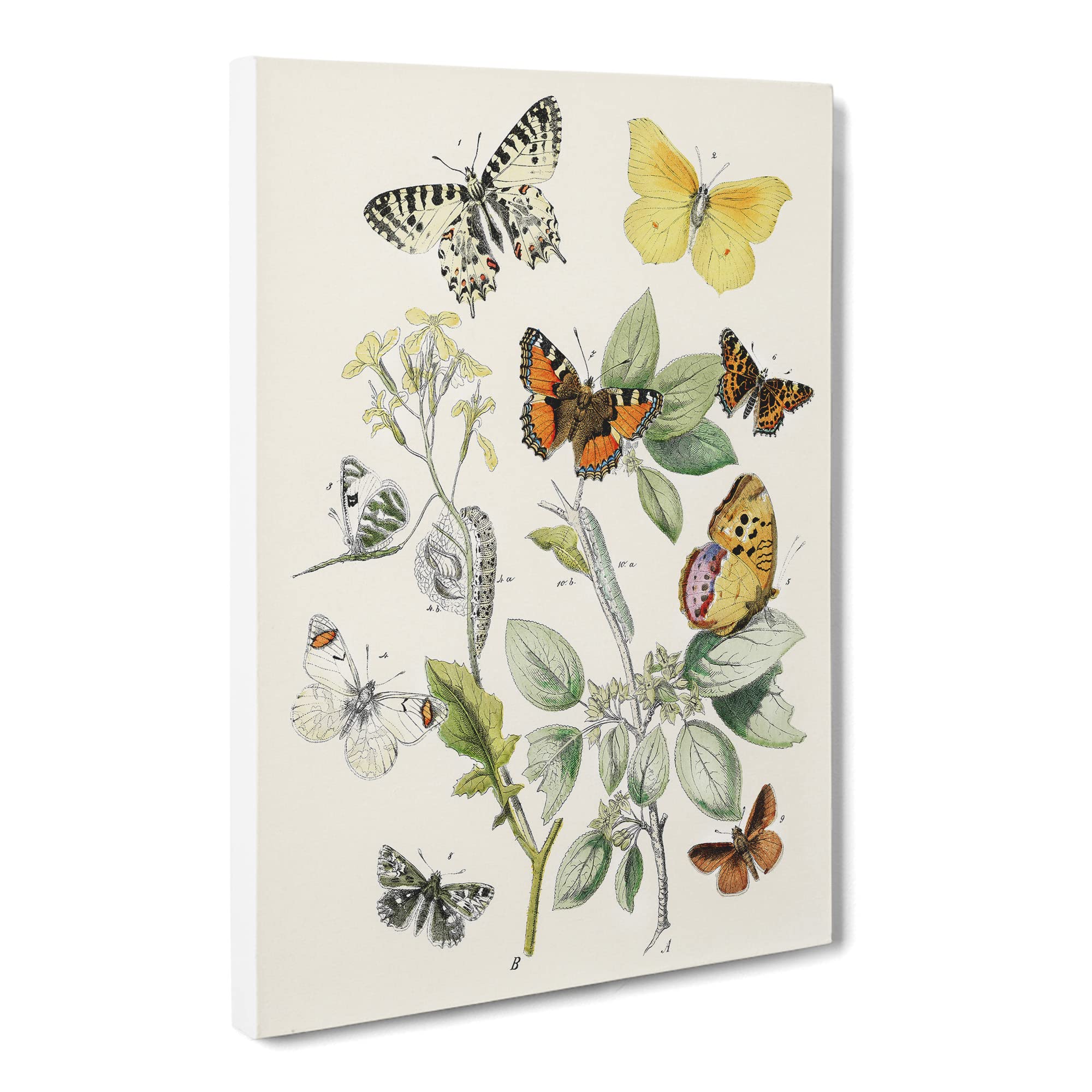 Caterpillars, Moths & Butterflies By W.F. Kirby Canvas Print, Mixed, 25L x 50W cm