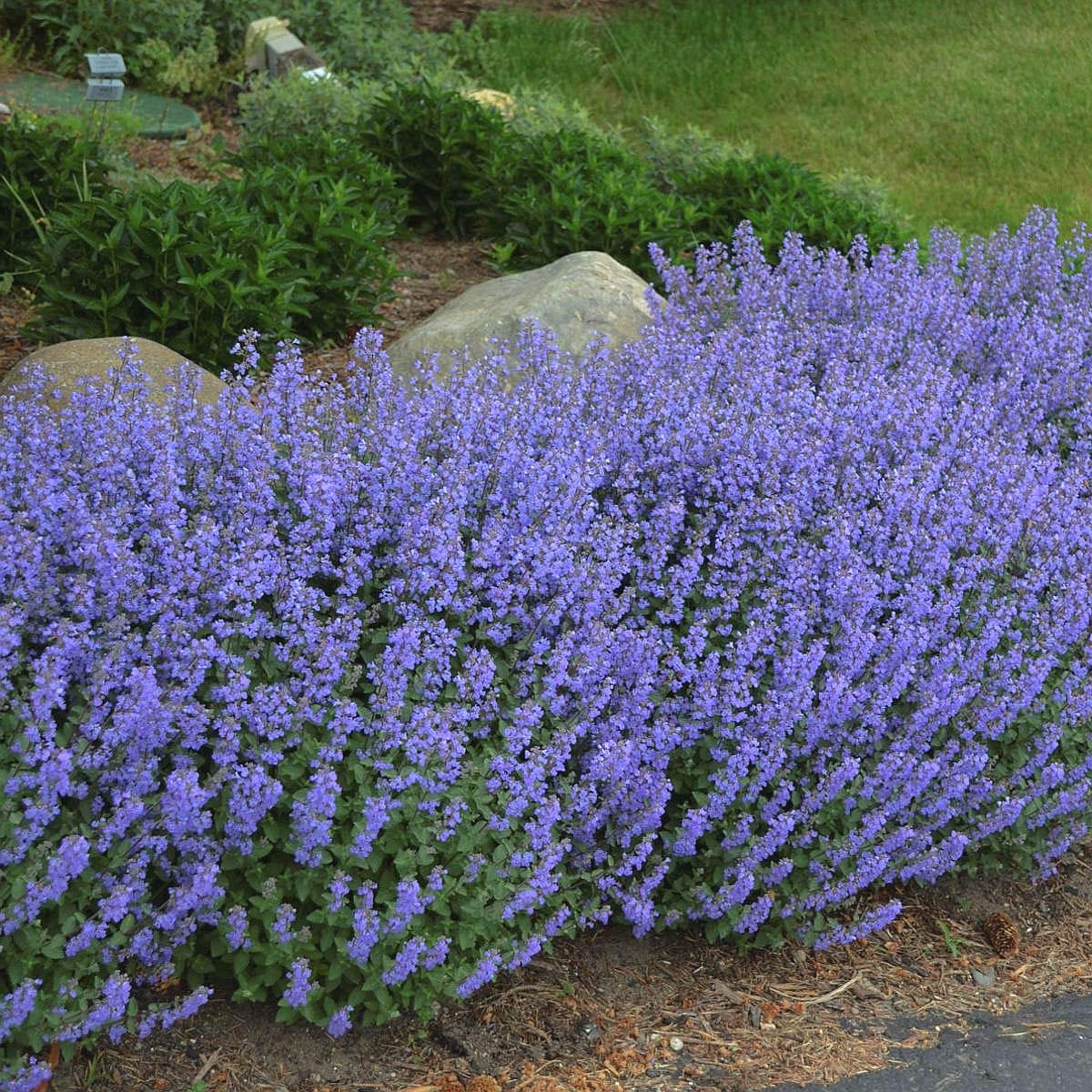 Amazon.com : 25 Seeds of Catmint Seeds- 'Blue Wonder'-(Nepeta