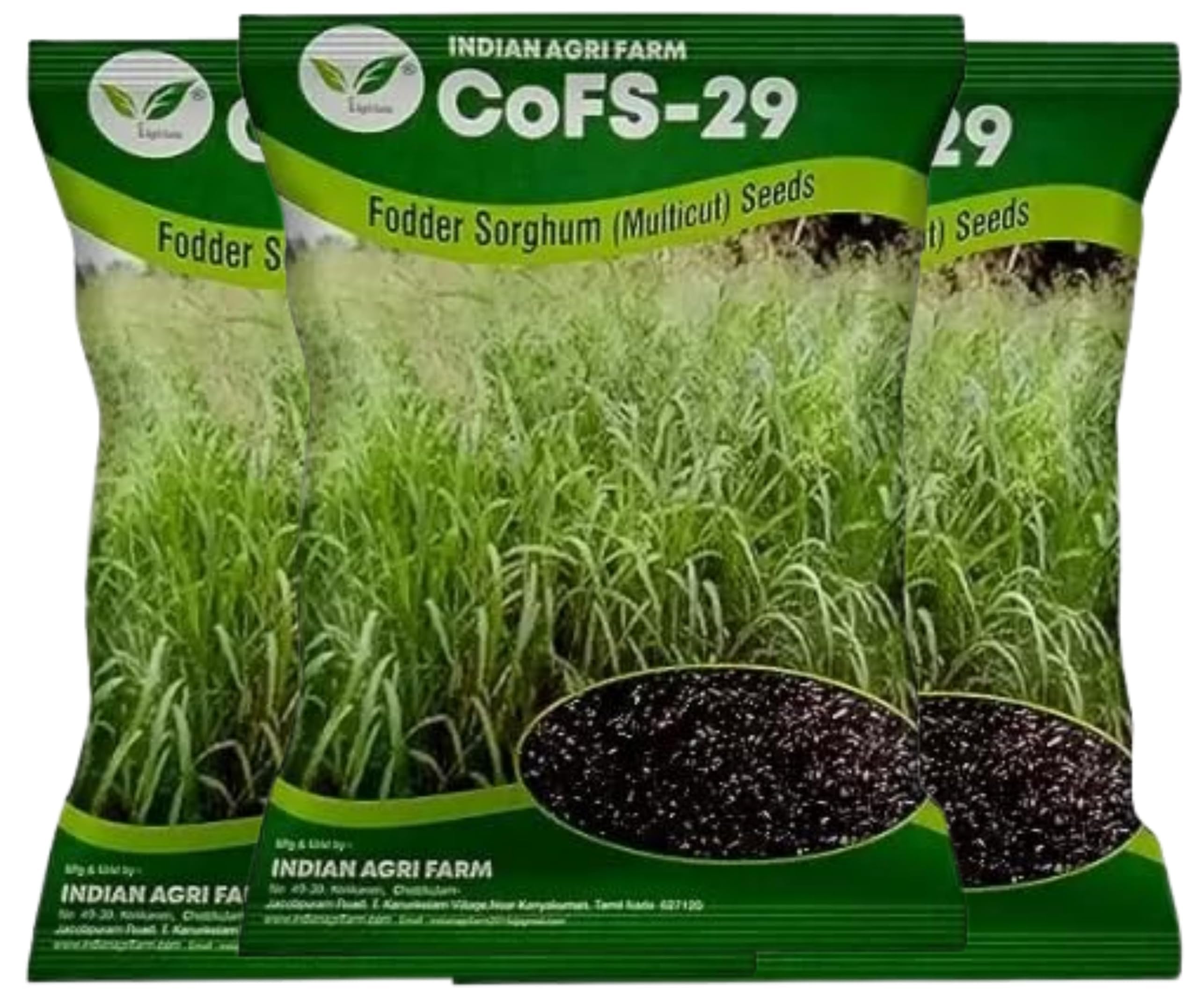 COFS 29 Fodder Sorghum Seed - High Protein & Yield -1 COFS 29 Fodder Sorghum Seed - High Protein & Yield -1
