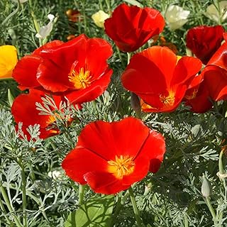 Sponsored Ad - Outsidepride California Poppy Eschscholzia Californica Red Chief Flower Seed - 5000 Seeds