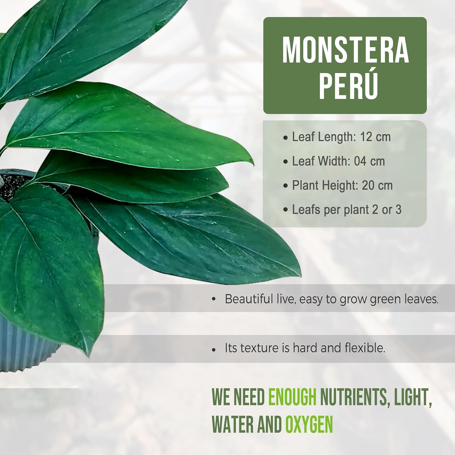 LEAL PLANTS ECUADOR Monstera Peru (Pack of 2) | Exotic Foliage Indoor Plant | Unique Tropical Décor | Evergreen Perfect for Homes & Offices |Unique Gift for Plant Lover