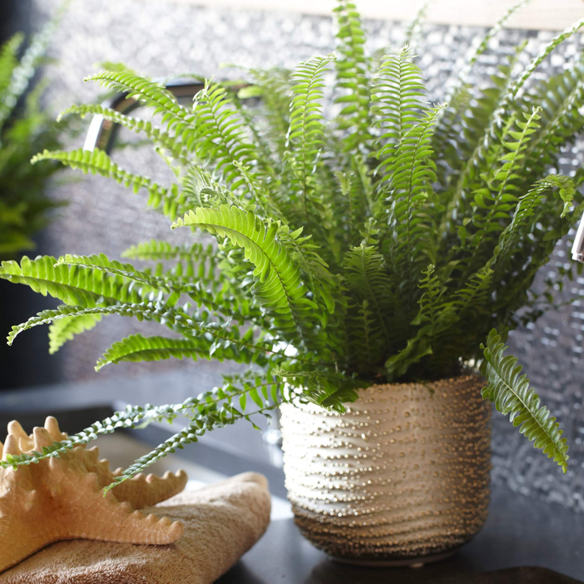 Nephrolepis Exaltata Schwertfarn | 25-35 cm Zimmerpflanze frs Zuhause oder  das Bro | Beste Zimmerpflanze Grn : Amazon.de: Garten