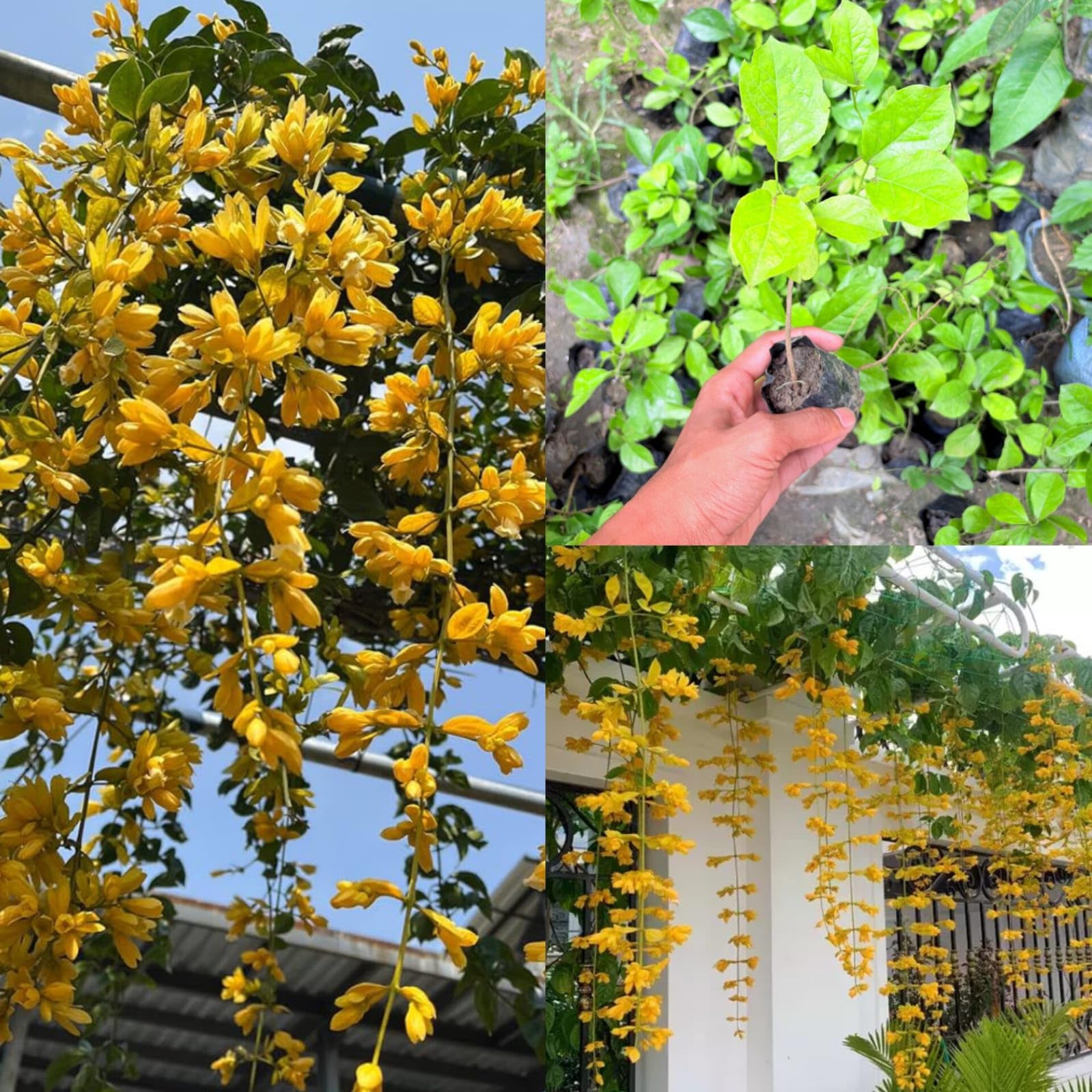 Golden cascade plant live | Pack of 1 Live Plant-image-23
