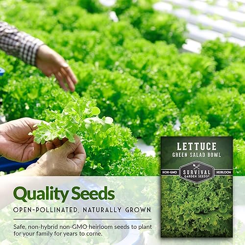 Miniatura 3 de 5 paquetes de semillas de lechuga verde para plantar, paquete con instrucciones para cultivar en el huerto de tu hogar, variedad de reliquia sin OMG