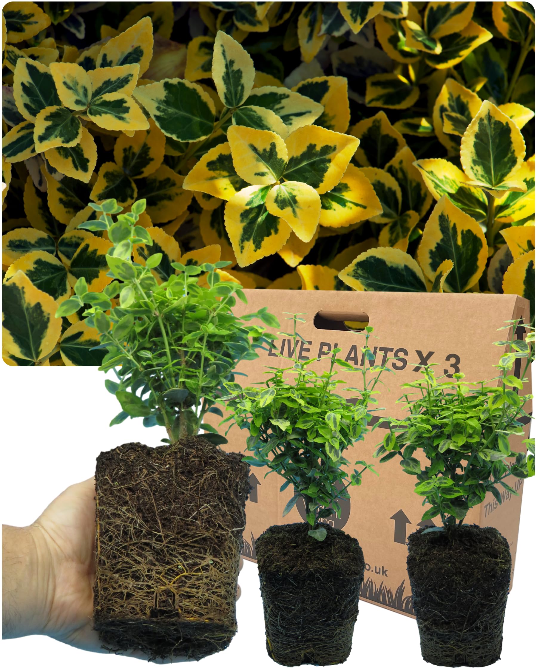 3 Perennial Euonymus Plant Collection - Small Leaf Emerald Gold. Established Rootball. Easy Care Ornamental Hardy Evergreen Garden Ready Outdoor Shrubs. for Hedging, Borders or Patio Containers โ image 1