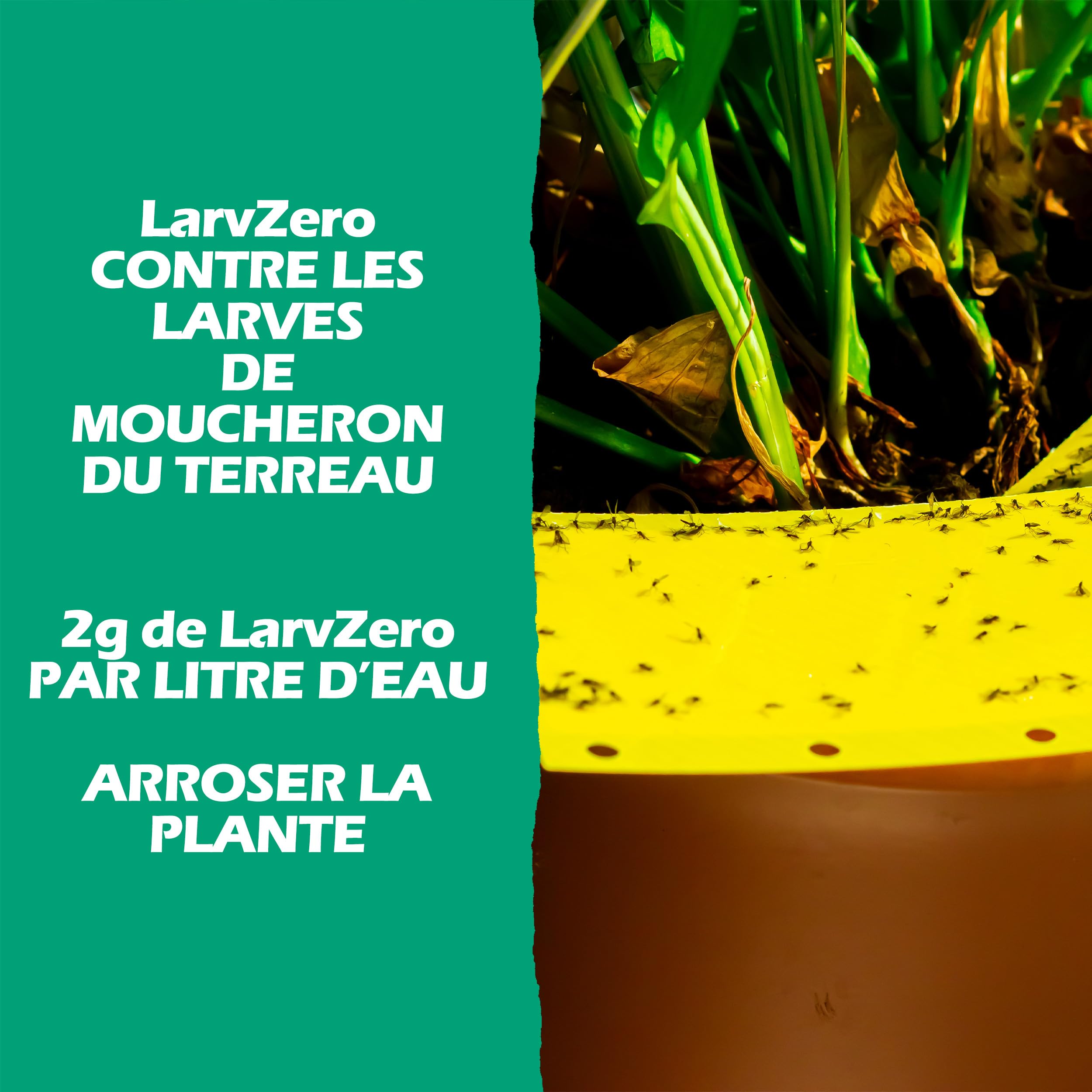 BLAM LarvZero BTI 100g – Larvicide naturel contre les mouches du terreau (Sciaridae) – Bacillus Thuringiensis Israelensis concentré pour 50L de solution