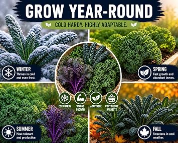 Kale Seeds Variety Pack (4 Types) Lacinato, Red Russian, Dwarf Siberian, Blue Scotch Curled Heirloom, Non-GMO, Container Friendly Kale Seeds for Indoor & Outdoor Vegetable Gardening