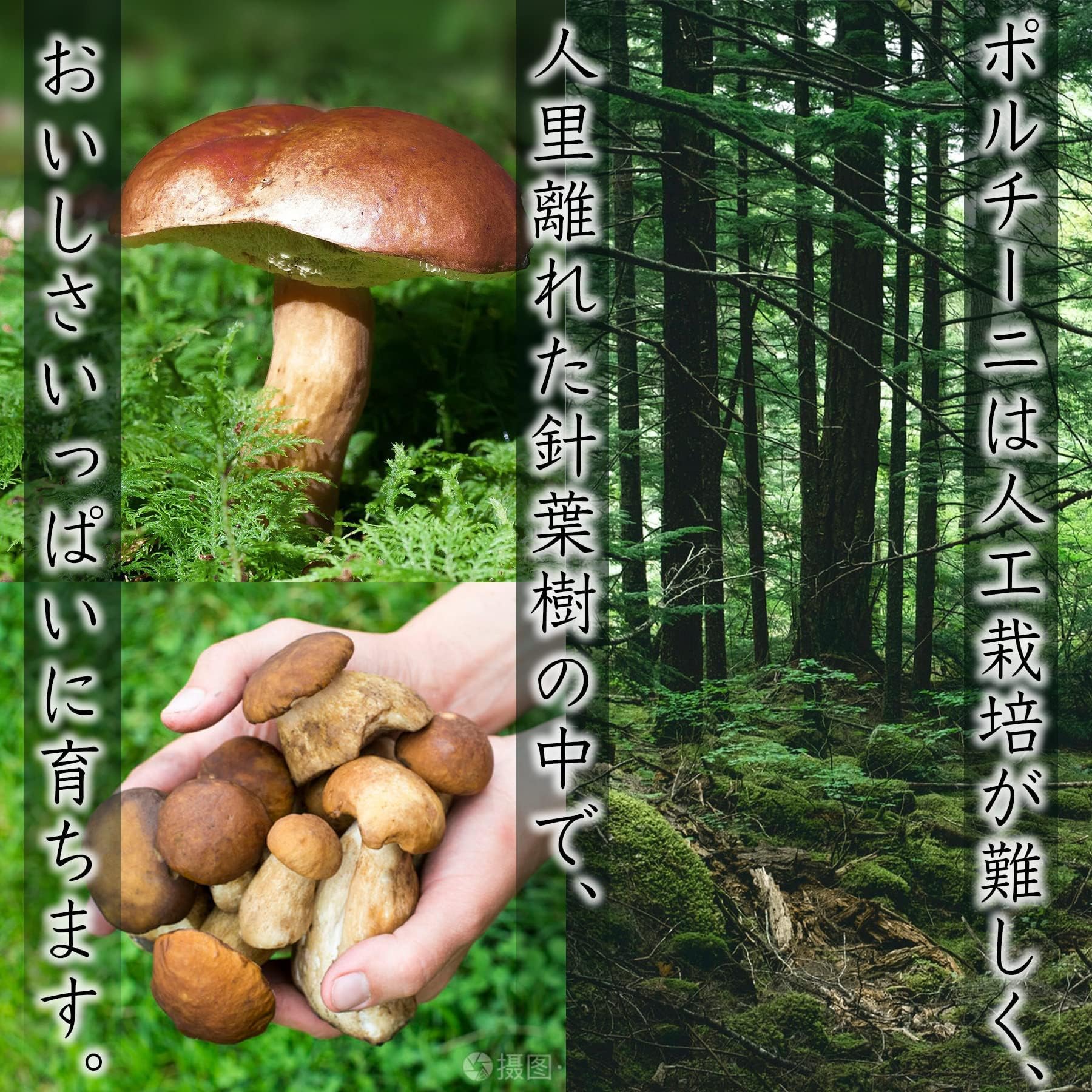 Amazon.co.jp: FunFood 乾燥ポルチーニ茸 大容量100g×3袋 芳醇な森の