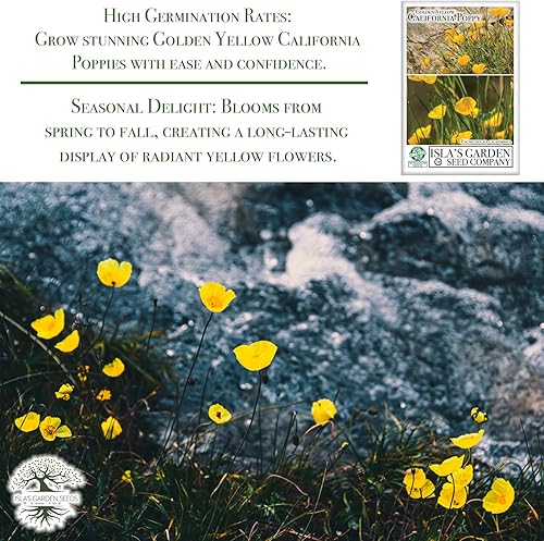Miniatura 5 de Semillas de flor de amapola de California amarillo dorado para plantar, más de 2000 semillas por paquete, semillas de jardín de Isla, sin OMG y