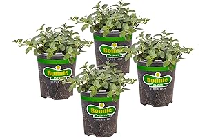 Bonnie Plants: Peppermint Plants for Inside, Home & Garden