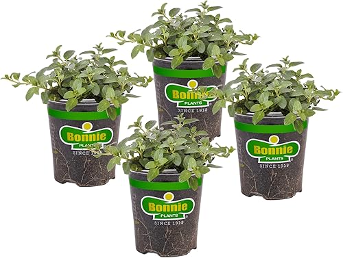Bonnie Plants Peppermint Live - Planta aromática comestible de hierbas, paquete de 4, apta para mascotas, poca luz, sombra parcial