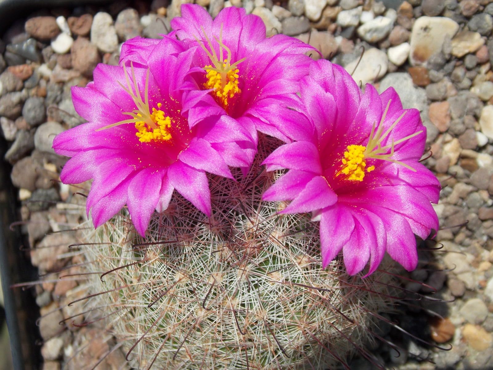Mammillaria Pectinifera Pink Flower Cactus – Rare Live Mini Plant for Indoor Garden,1 Count-picture-10