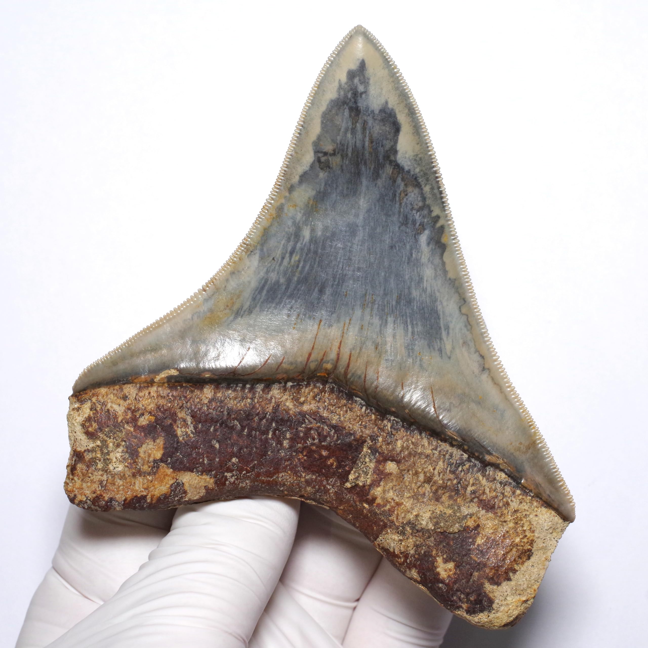 Amazon | [N2 stone Natural] 天然化石 メガロドン (Carcharocles