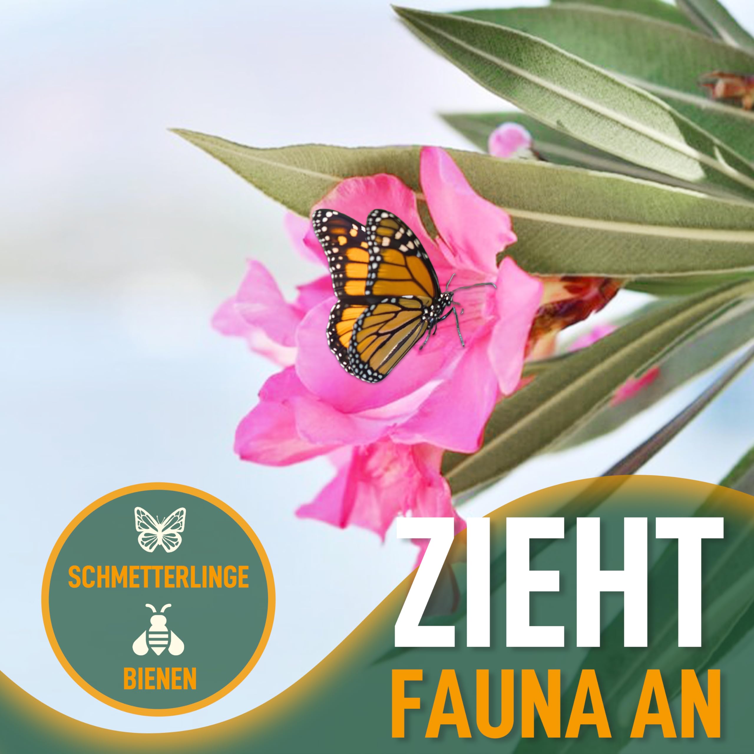 Sunny Tree Oleander z Jasnoróżowymi Kwiatami 140-160 cm Wiecznie Zielone Mrozoodporne Rośliny Ogrodowe Odporny na Zimno
