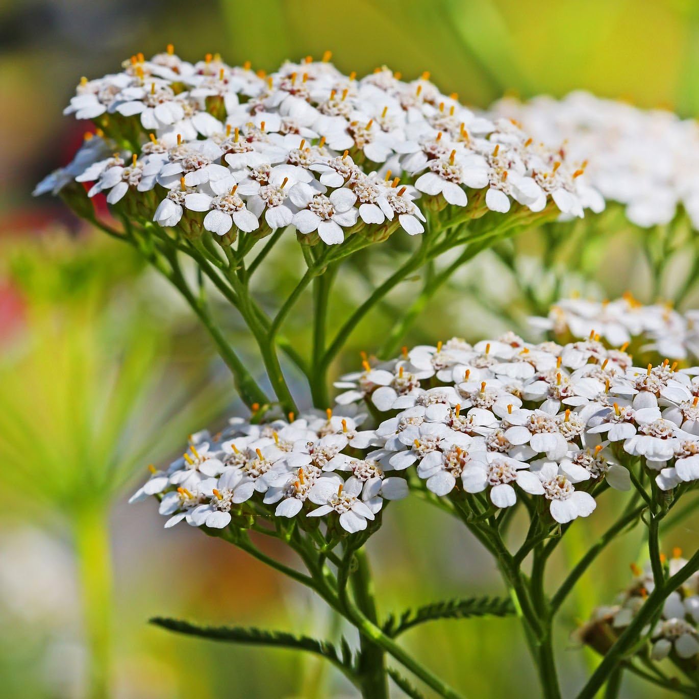 White Yarrow (Achillea millefolium) Seed Balls, Fall or
