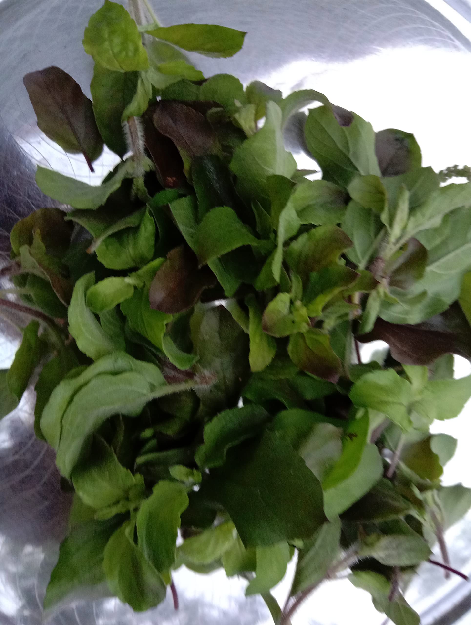 Minnal Traders/Fresh Tulsi Leaves for Puja - 25 gm (B09RPSY8VM) Amazon Price History, Amazon Price Tracker