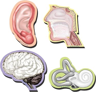 Anatomy Sticky Notes Collection, 15 Pack-100 Sheets Per Pack