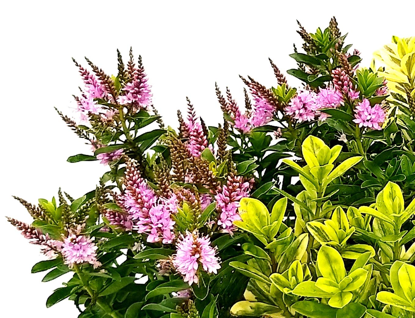 POWERS TO FLOWERS - Veronica Variegata Tricolor (2 Piante) In Vaso 12cm - Piante Vere Sempreverdi