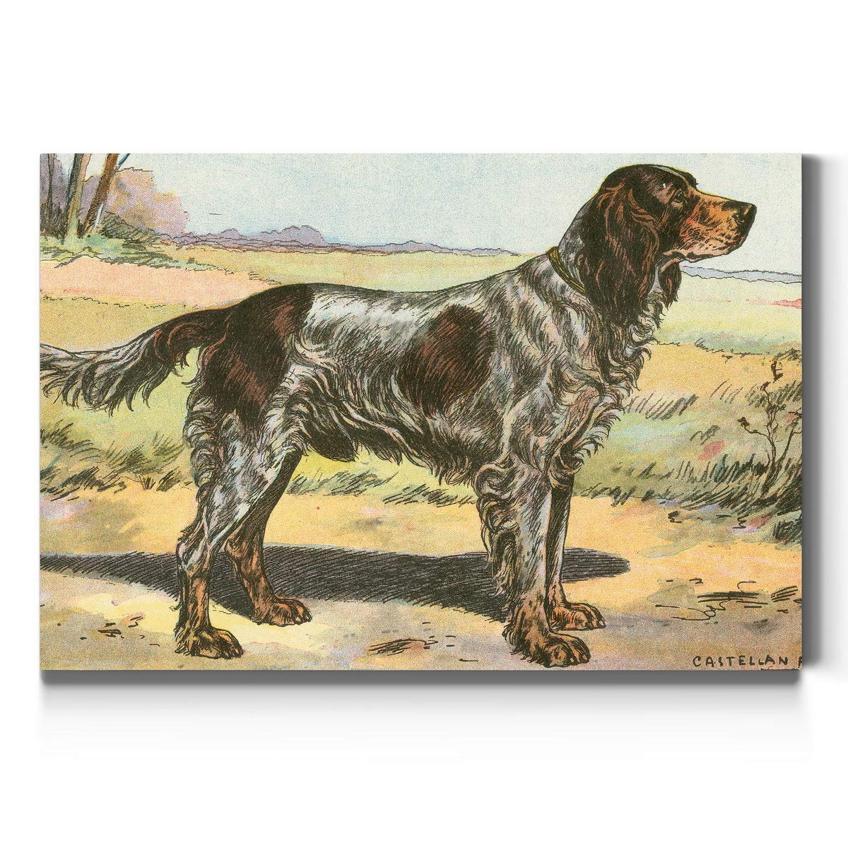 Amazon.co.jp: Renditions Gallery アイルランドの赤と白のセッター