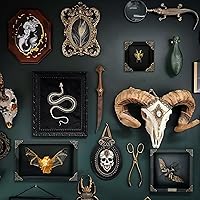 Vista 3 de Mantis Real Enmarcada Creobroter Insecto Muerto Escarabajo Verde Seco Caja de Sombra Flotante 3D Marco de Vidrio Espécimen de Taxidermia