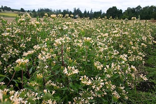 Miniatura 3 de Semillas de colomia "Large Flowered Phlox" para plantar, planta con flores similares a arbustos, más de 200 semillas por paquete, semillas de jardín