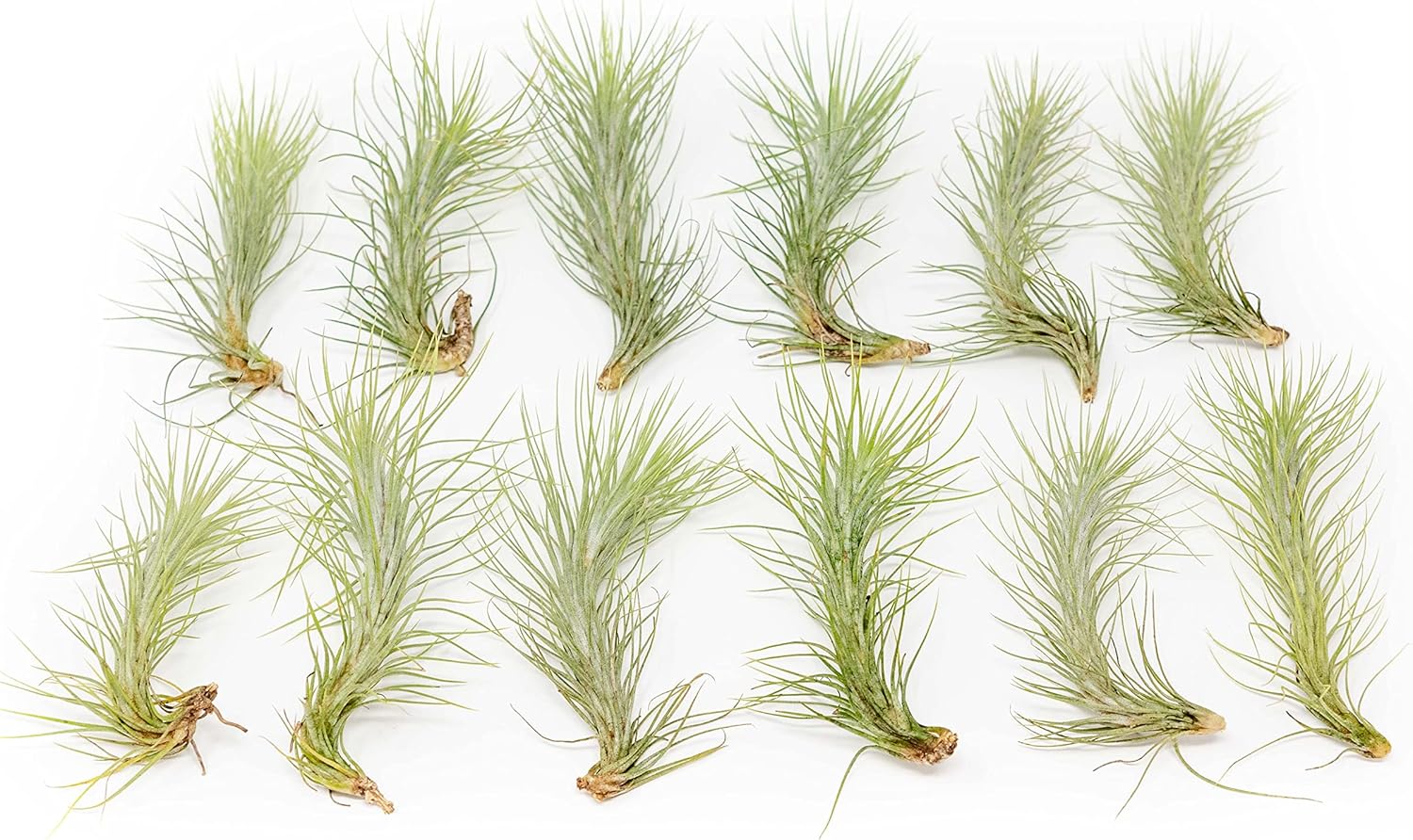 5 Pack Air Plant Funkiana Tillandsia - Available in Wholesale and Bulk - Live Succulent House Plants - Home and Garden Decor - Easy Care Indoor and Outdoor Plants