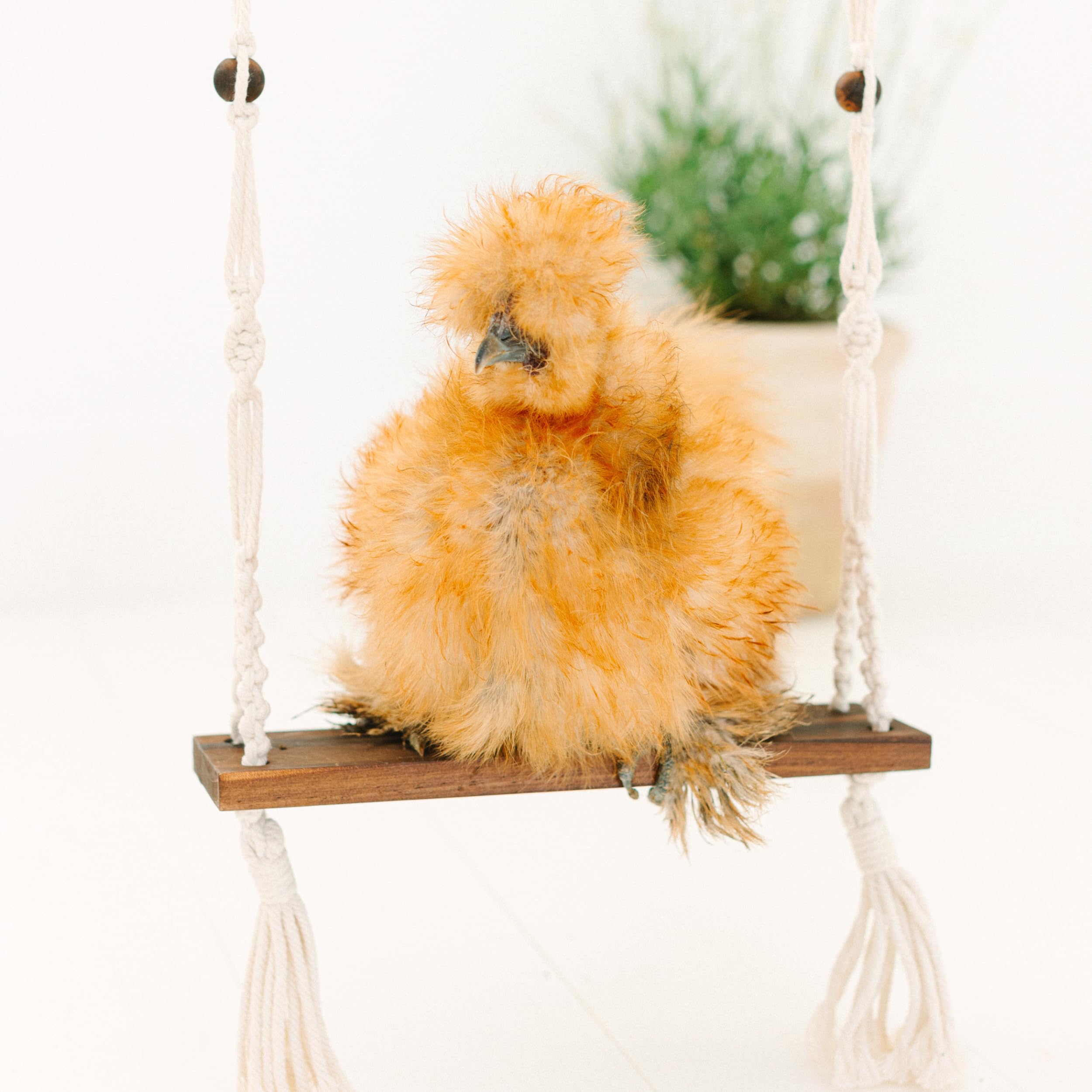NESTED CHICK Chicken Swing