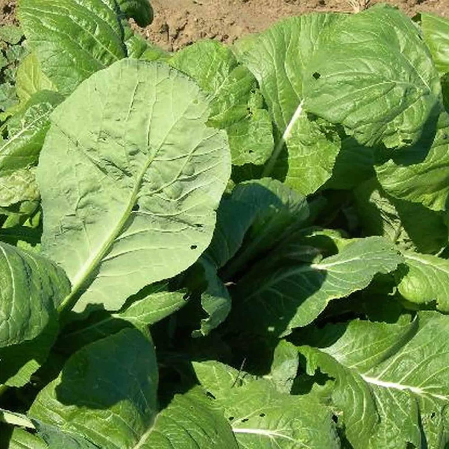 Tendergreen Komatsuna Seeds: 5 Lb Bulk - Non-GMO Spinach-Mustard Seeds for Growing Microgreens, Vegetable Garden, Herbs
