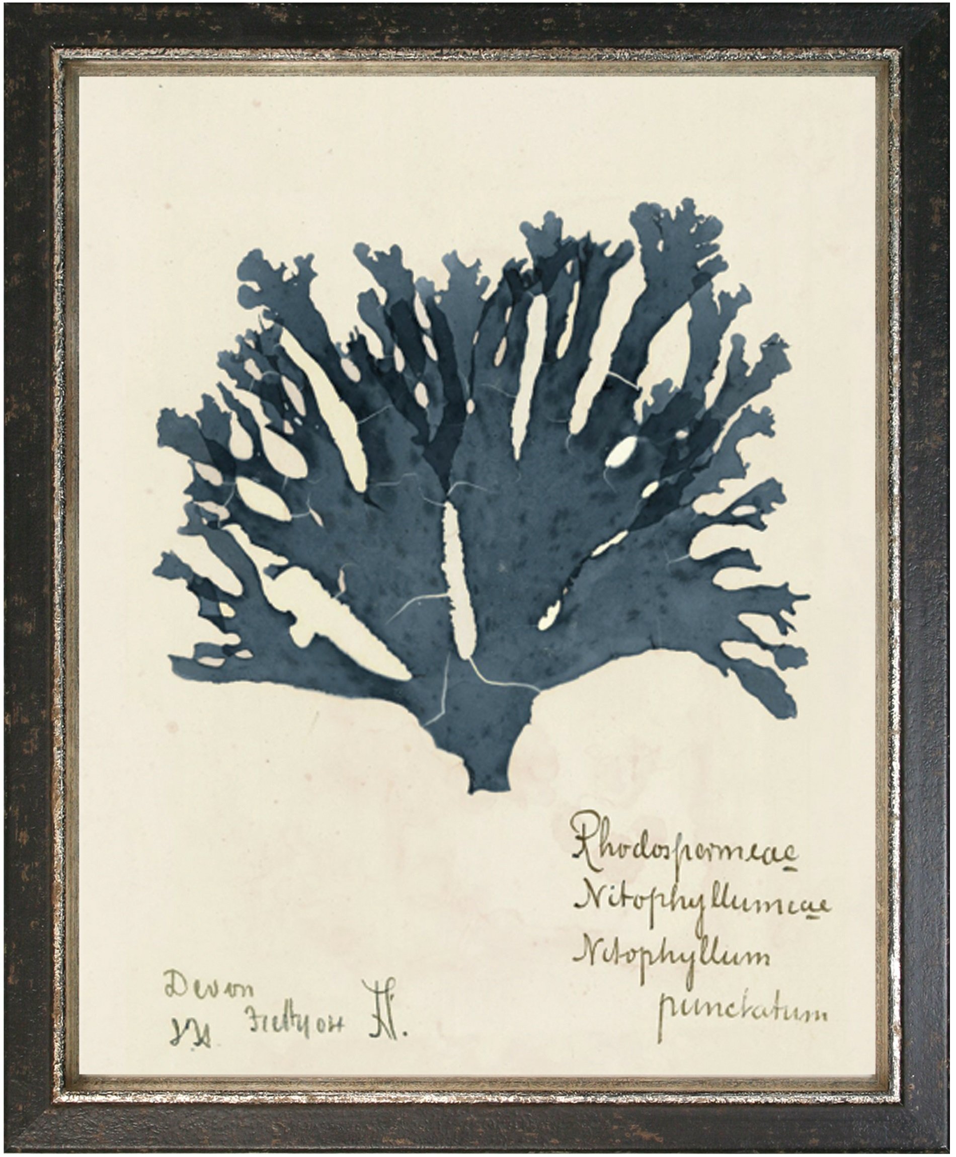 Maxxi Designs No.1 Capistrano Seaweed Framed Artwork Saudi Blue in an Antique Frame with Italian Patina, 11" x 14", Black