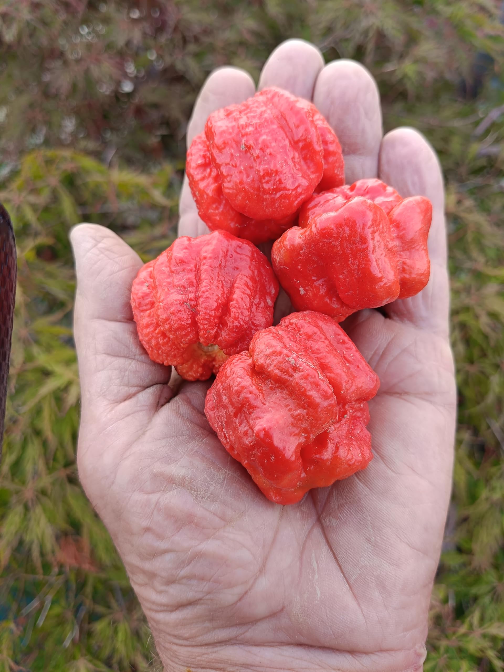 Scotch Bonnet Chile Extra Picante Hojuelas 300.000 SHU 15g
