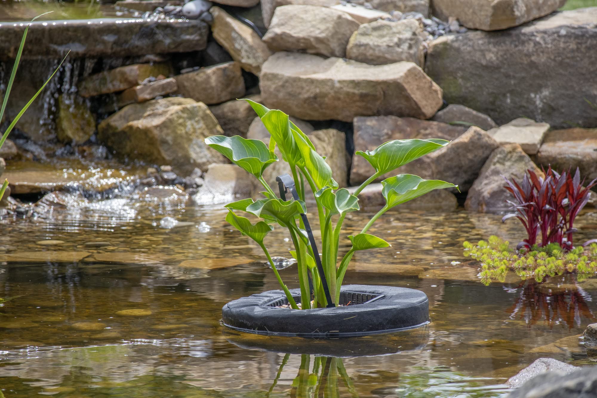 Pondh2o - Cesta flotante para estanque de agua acuática, 10 pulgadas, cuadrada, flotable, isla de plantas y agua