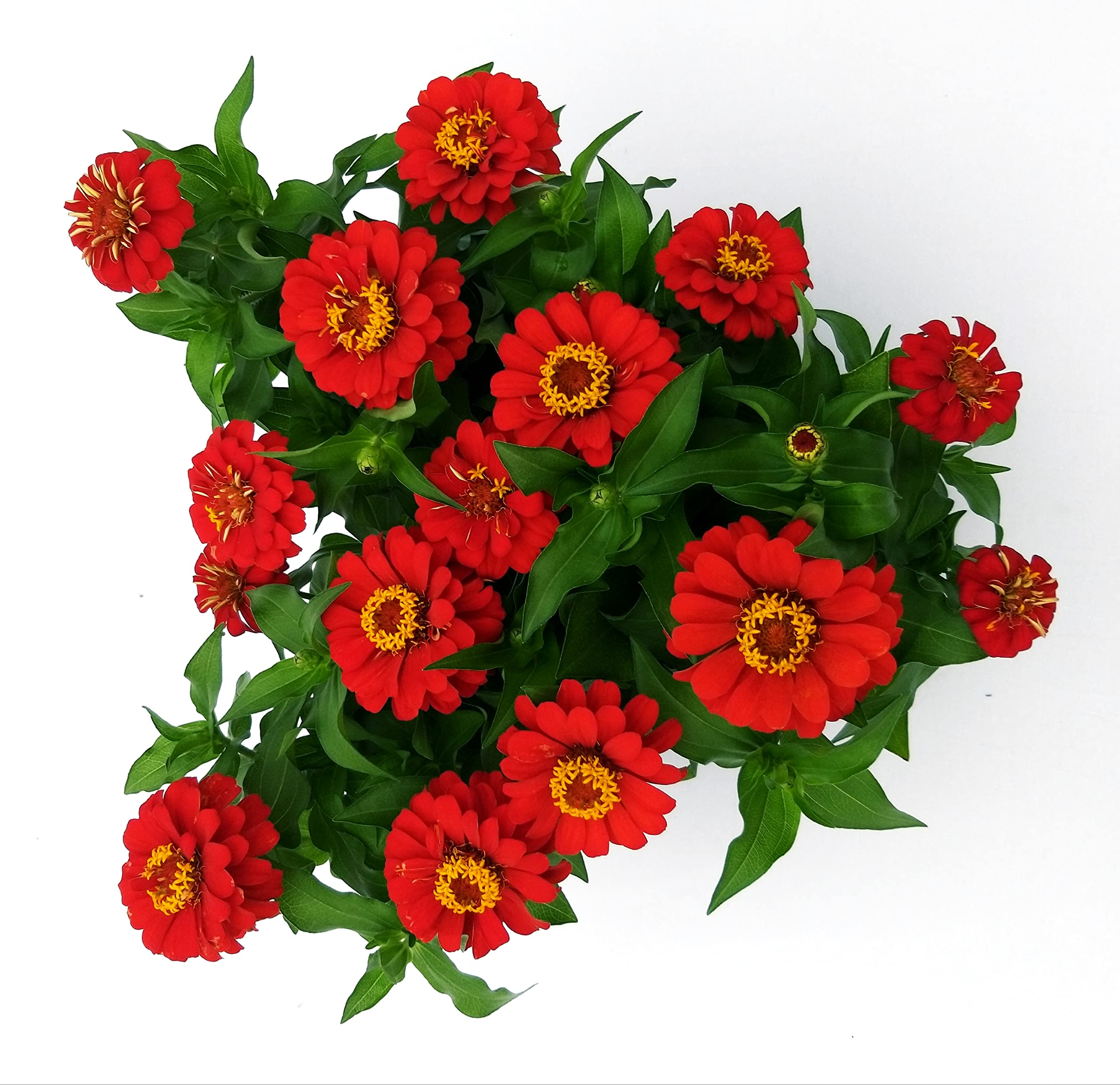 POWERS TO FLOWERS - ZINNIA ROSSA, 3 PIANTE VASO 13CM, pianta vera