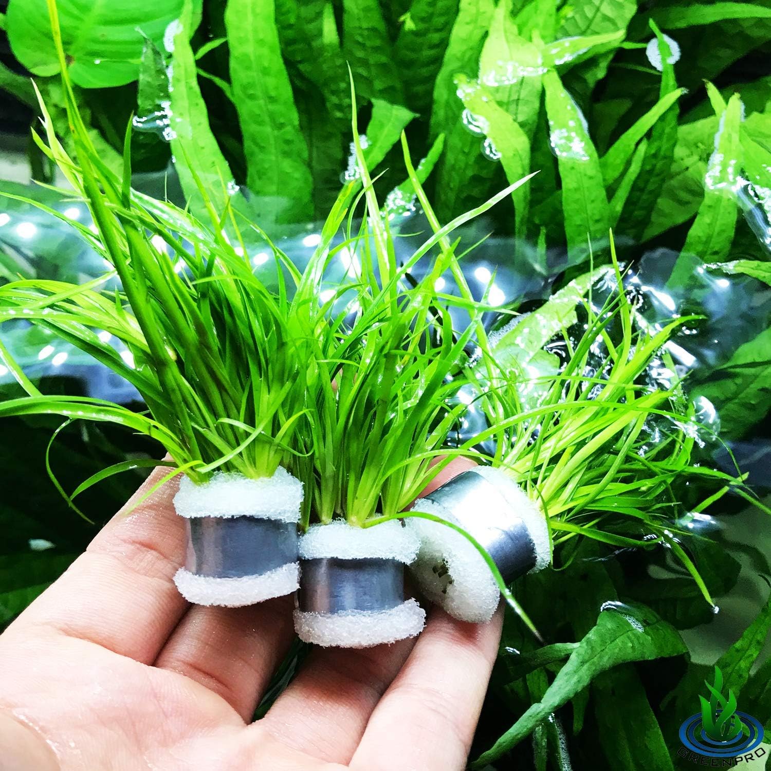 Greenpro | Juncus Repens 3-Bunch Easy Low-Light Stems Freshwater Live Aquarium Plants Carpet Tank