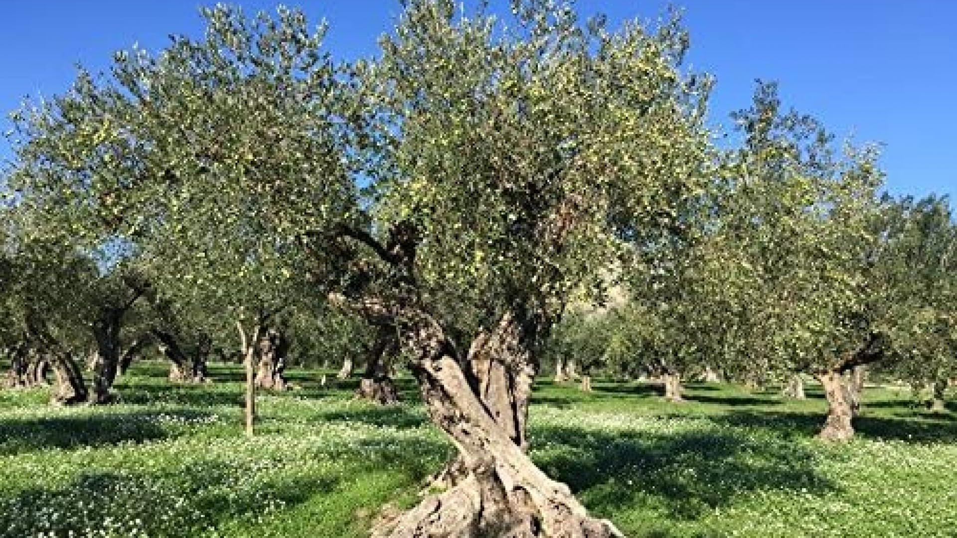 Terramia Olive Verdi Dolci di Sicilia "Nocellara" Denocciolate in Salamoia – Prodotto Artigianale da Azienda Premiata Ercole Olivario e Monna Oliva, Formato Scorta 2kg (4 B