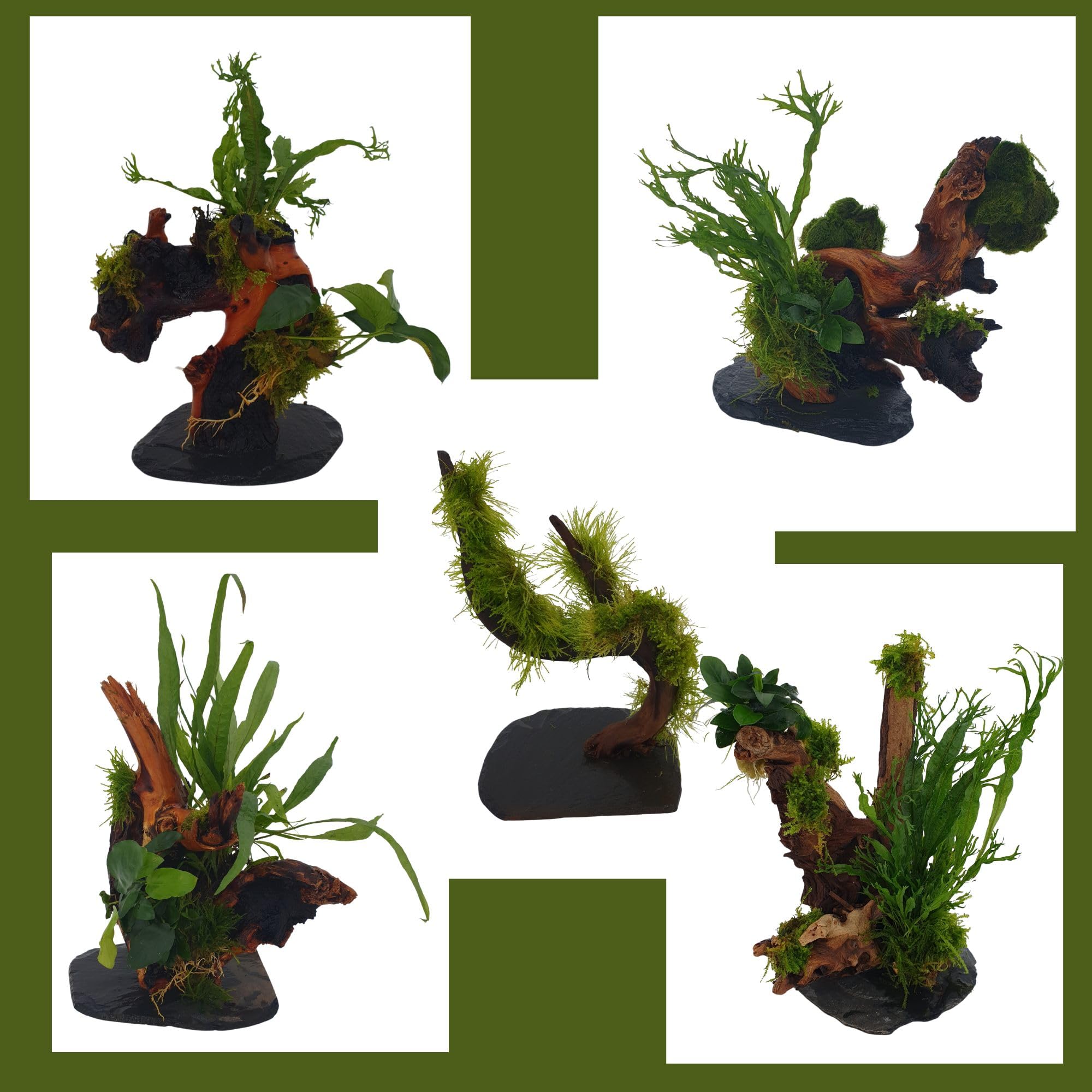 Wurzel fr Aquarium Garnelenbumchen Moorwurzel Aquarium Wurzel Bonsai  ca.20 cm Mangrove (Mopani) bepflanzt auf Schiefer Wurzel mit Wasserpflanzen  ...
