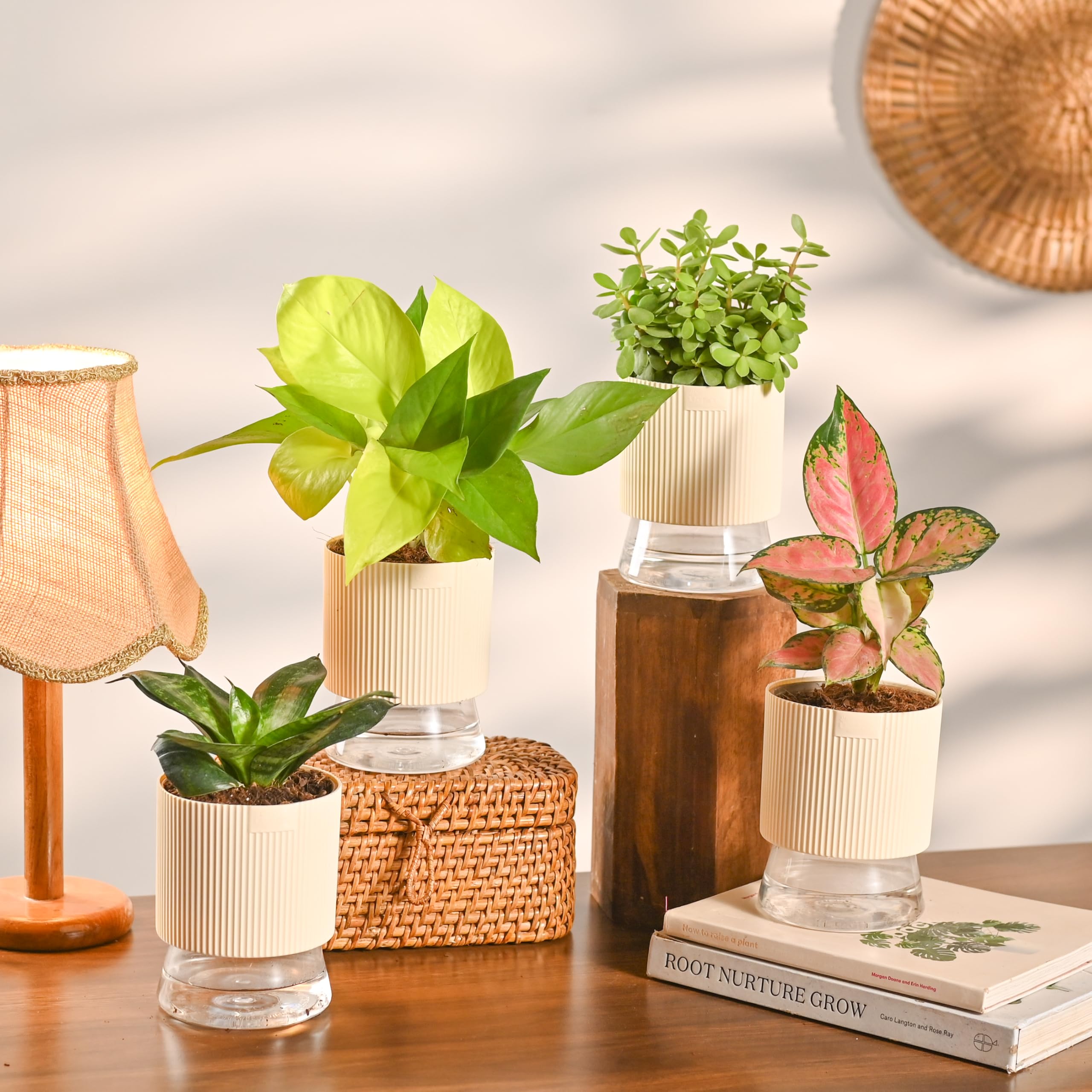 Ugaoo Combo of 4 Live Indoor Plants with Kyoto Self Watering Pots (Ivory) – Green Snake Plant, Aglaonema Pink, Jade Plant, Golden Money Plant | Perfect for Home Decor & Office-image-32