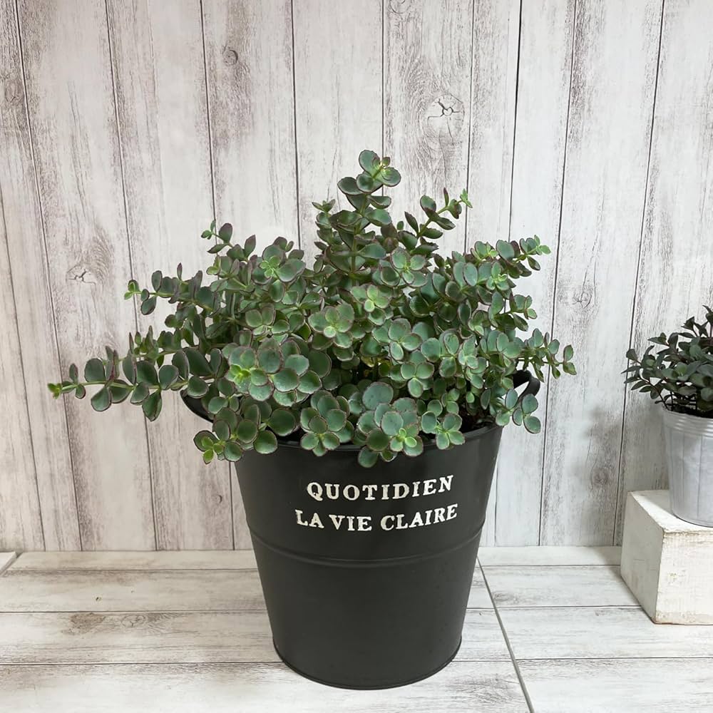 越中ミセバヤ １ 抜き苗 多肉植物 越中ミセバヤ 1 抜き苗 多肉植物