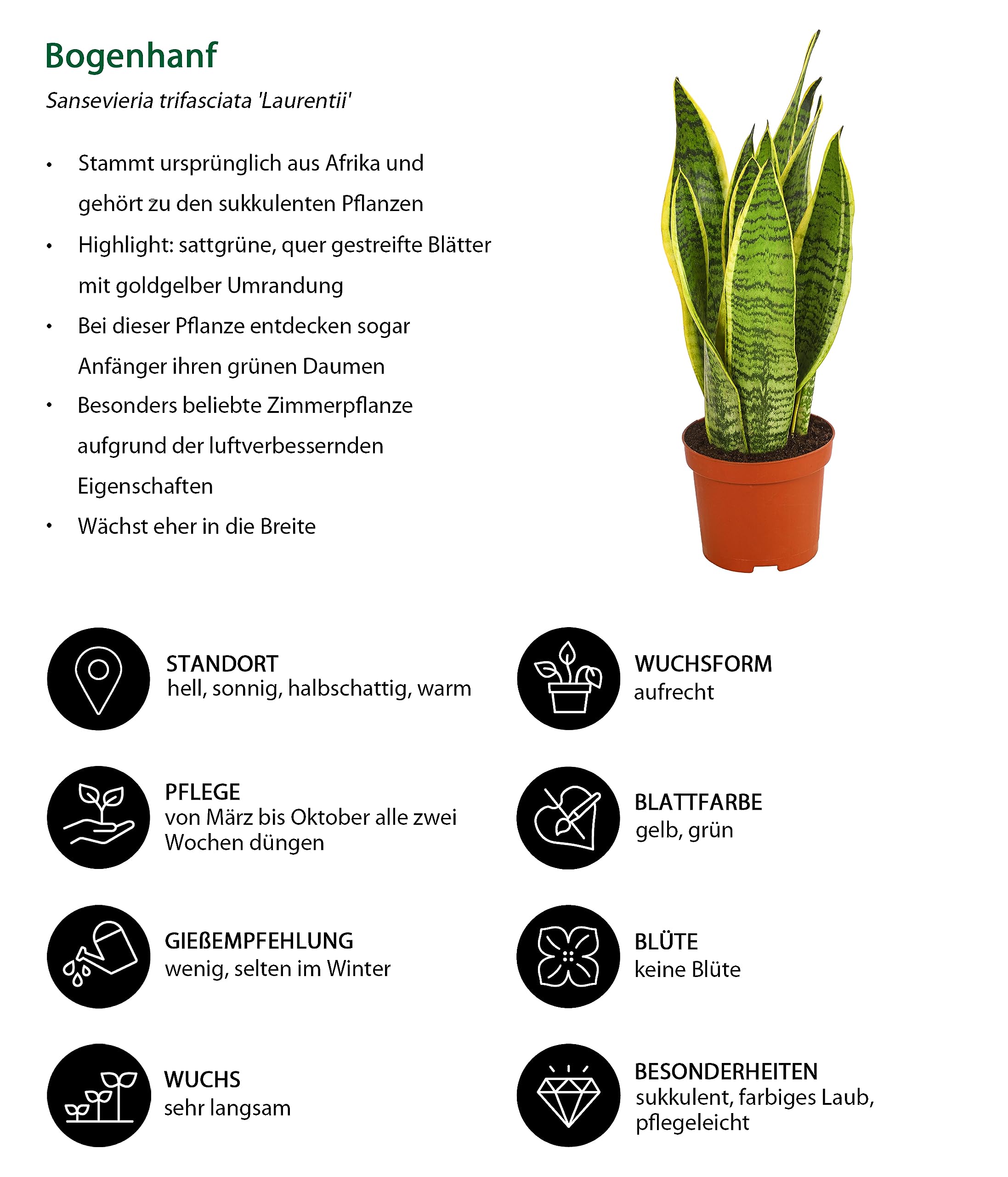 Dehner Bogenhanf Laurentii, Sansevieria trifasciata, schwertfrmige  Bltter, 40-45 cm,  Topf 14 cm, Zimmerpflanze : Amazon.de: Garten