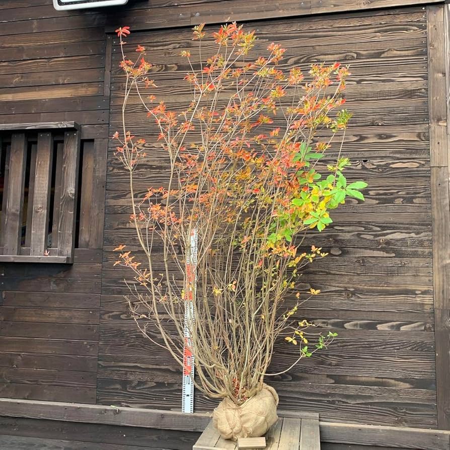 ぶ*か様 ヤマモミジ/山採り天然木【現品発送】管理70061 ぶ*か様 ヤマモミジ/山採り天然木【現品発送】管理70061