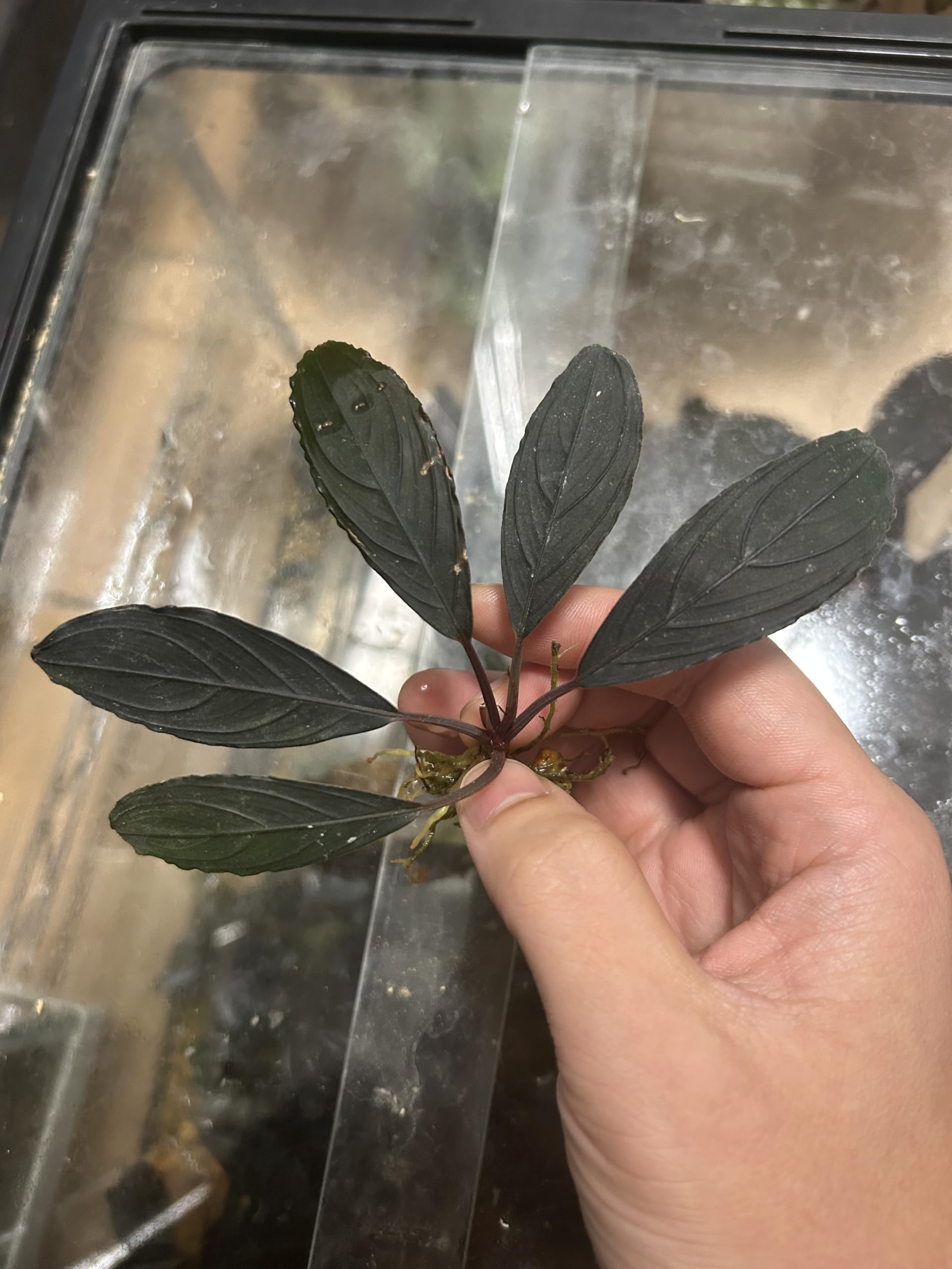 まとめ出品-ブセファランドラ　スケルトンキング40株＋小さい6株 Amazon.co.jp: ブセファランドラ スケルトンキング（キシィ