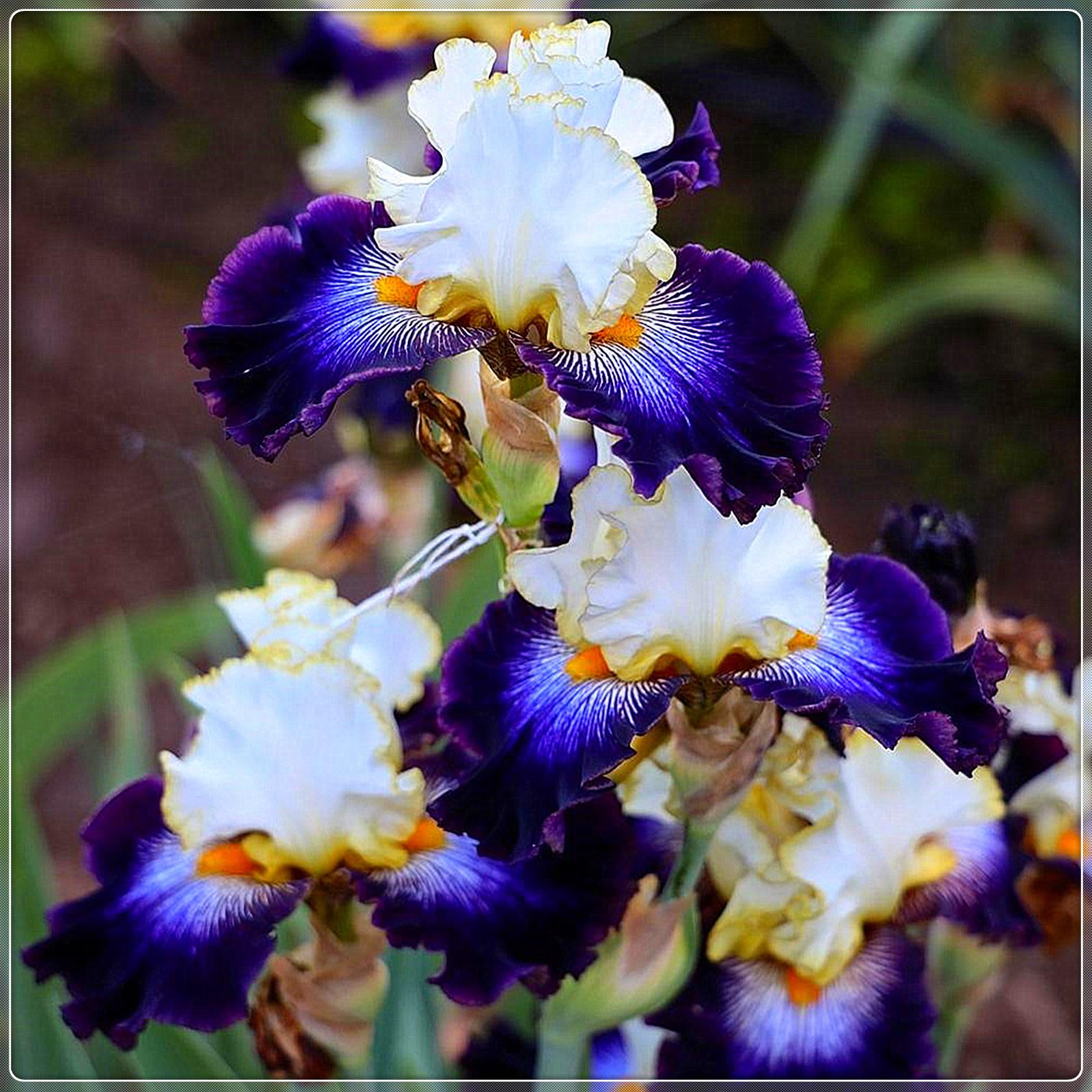 Bearded Iris Bulbs for Planting,Bearded Iris Bulbs Mix,Excellent Display Indoor Perennial Balcony Garden Bulbs,Bearded Iris,Flowering Rhizome-5bulbs-C
